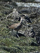 Eurasian Whimbrel