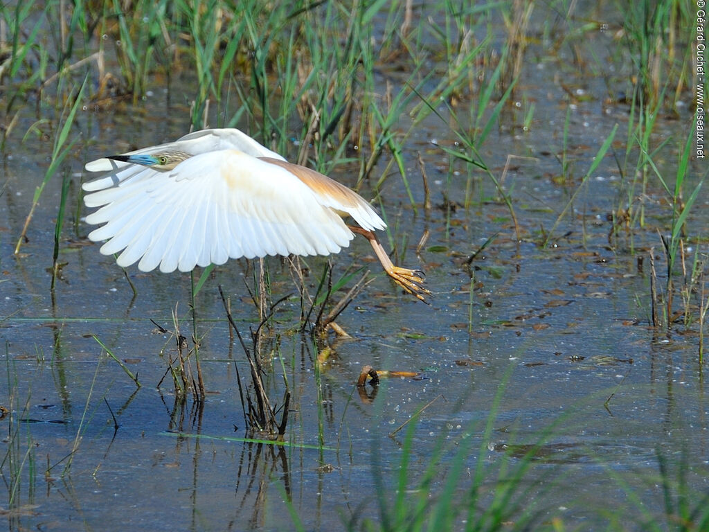 Crabier chevelu