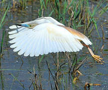 Squacco Heron