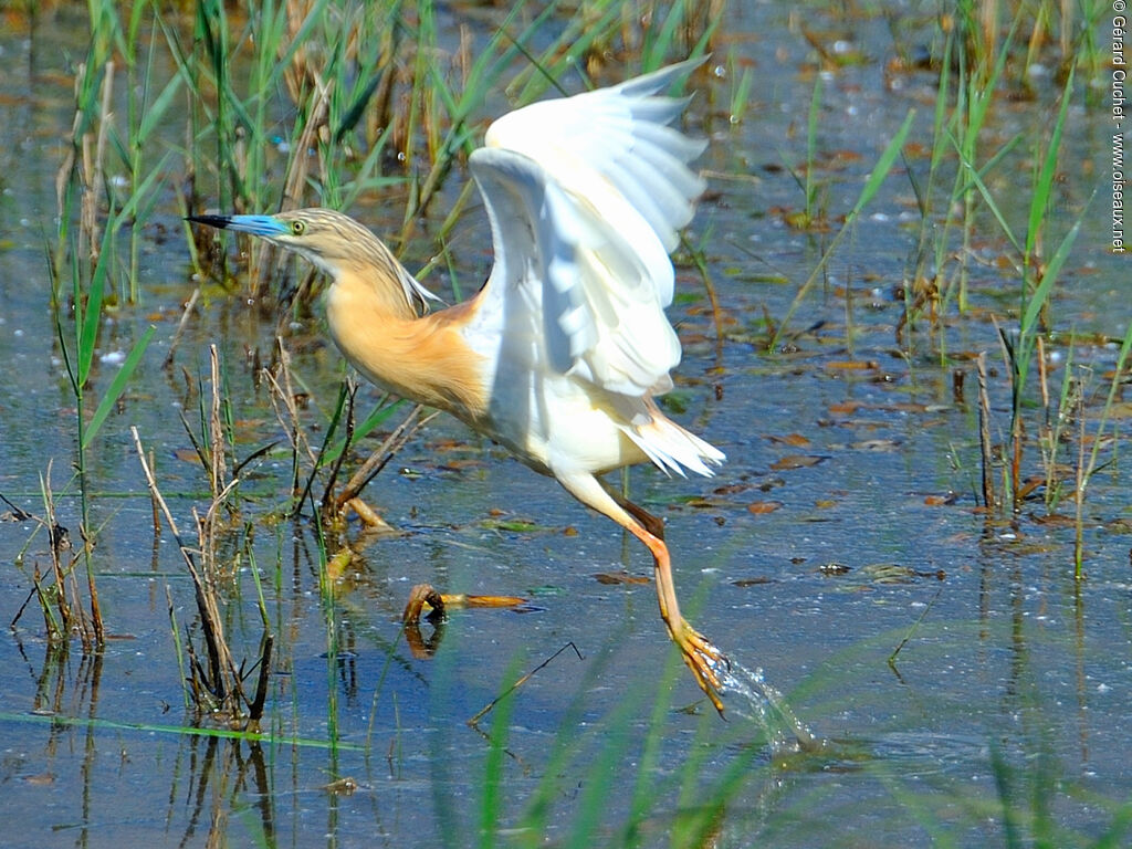 Crabier chevelu