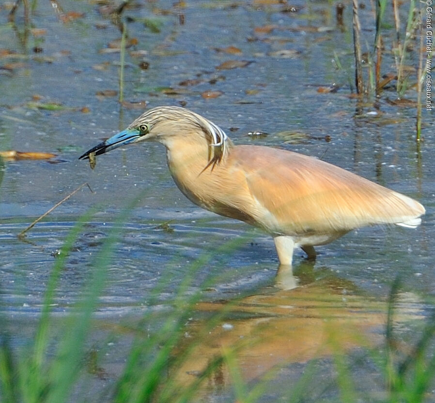 Crabier chevelu