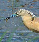 Squacco Heron