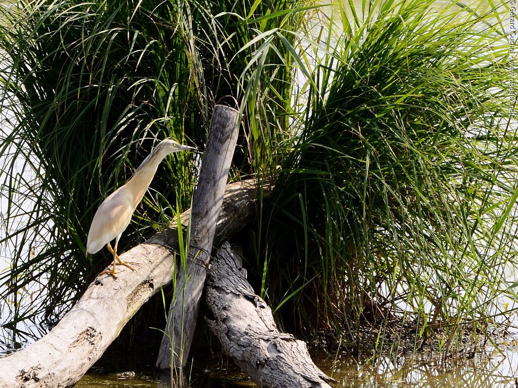 Squacco Heron