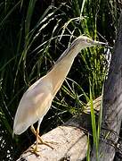 Squacco Heron