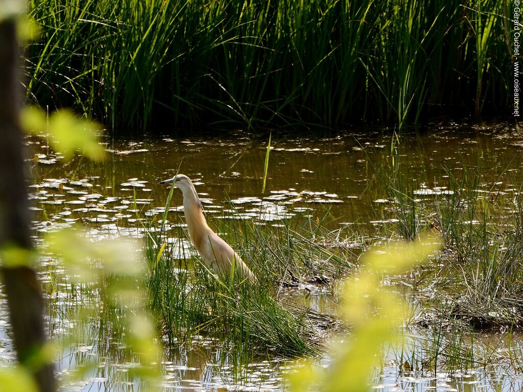 Squacco Heron