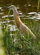 Squacco Heron