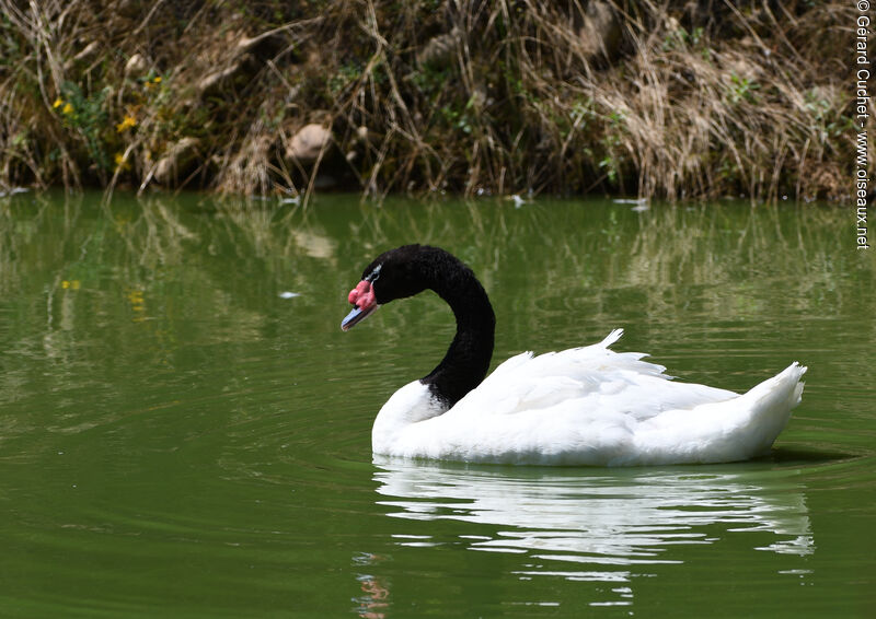 Black-necked Swan, swimming