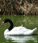 Black-necked Swan