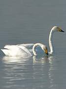 Whooper Swan