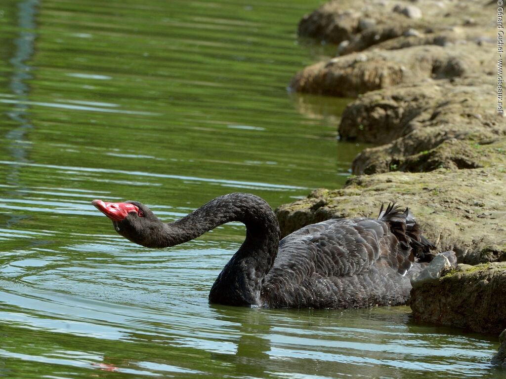 Cygne noir