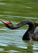 Black Swan