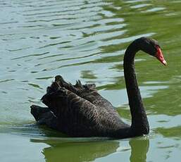 Cygne noir