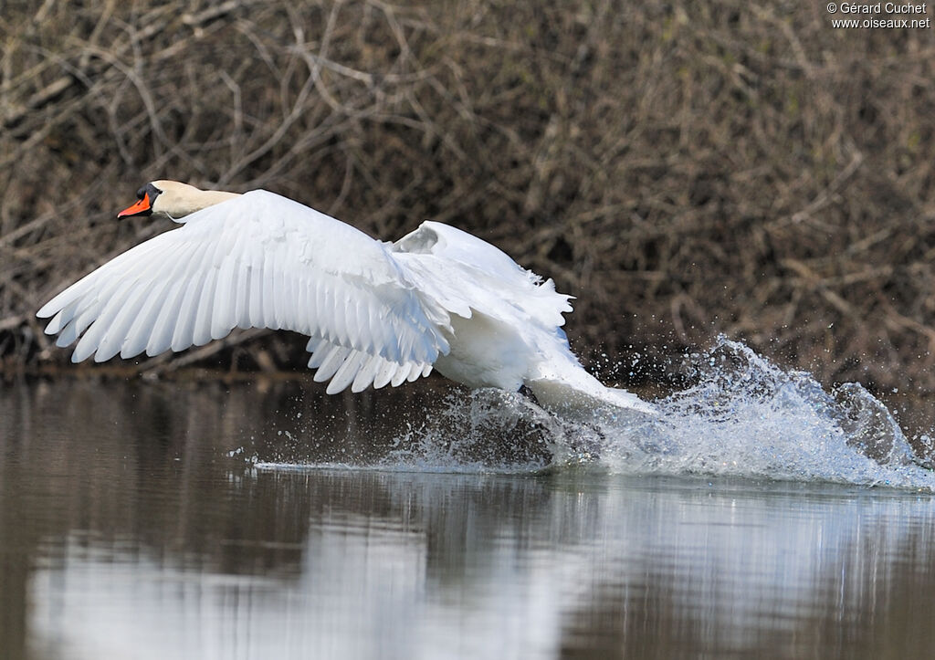 Cygne tuberculé