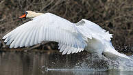 Cygne tuberculé