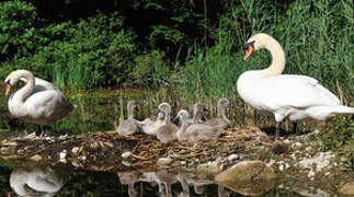 Cygne tuberculé