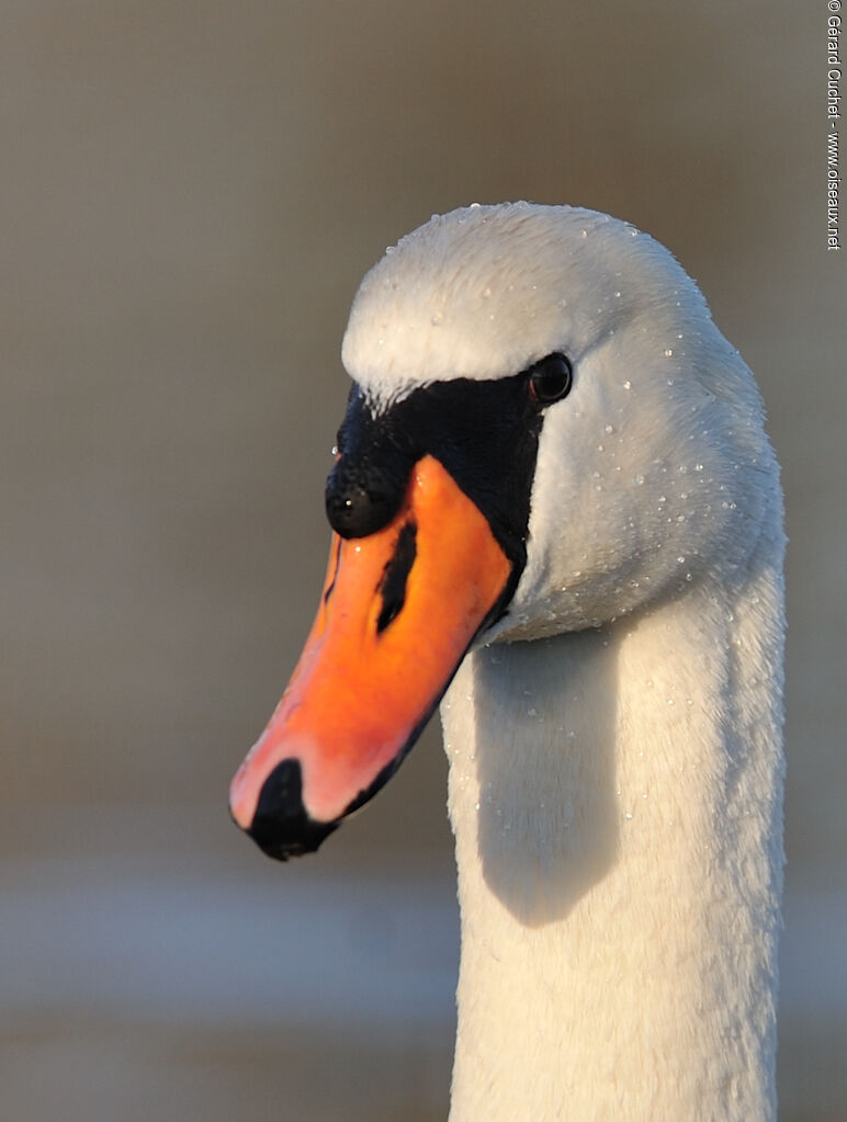 Cygne tuberculé