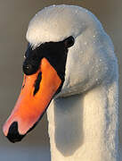 Mute Swan