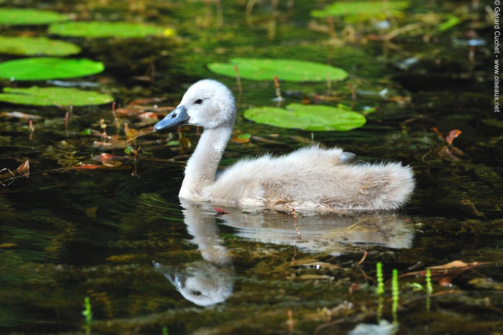 Mute Swanjuvenile