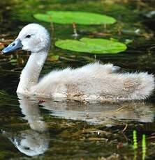 Cygne tuberculé