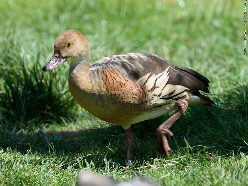 Plumed Whistling Duck