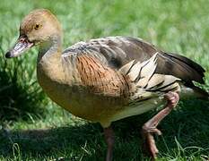 Plumed Whistling Duck