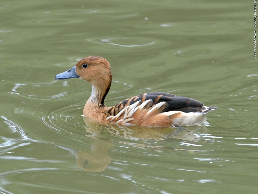 Dendrocygne fauve