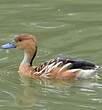 Dendrocygne fauve