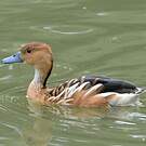 Dendrocygne fauve
