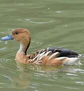 Dendrocygne fauve