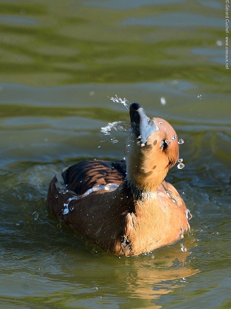 Fulvous Whistling Duck