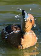 Dendrocygne fauve