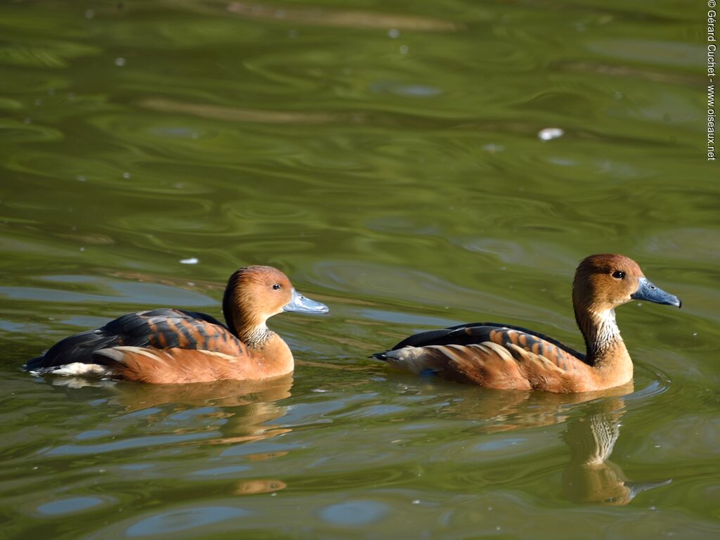 Dendrocygne fauve