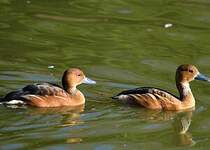 Dendrocygne fauve