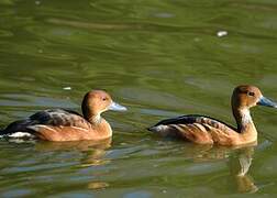 Fulvous Whistling Duck