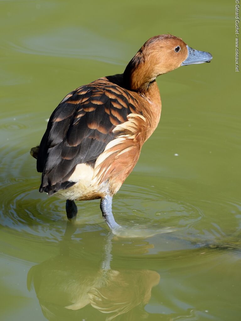 Dendrocygne fauve