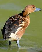 Fulvous Whistling Duck