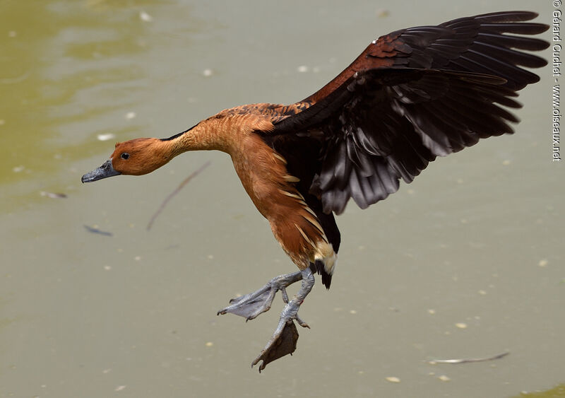 Fulvous Whistling Duck, Flight