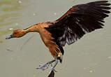 Dendrocygne fauve