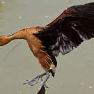 Dendrocygne fauve