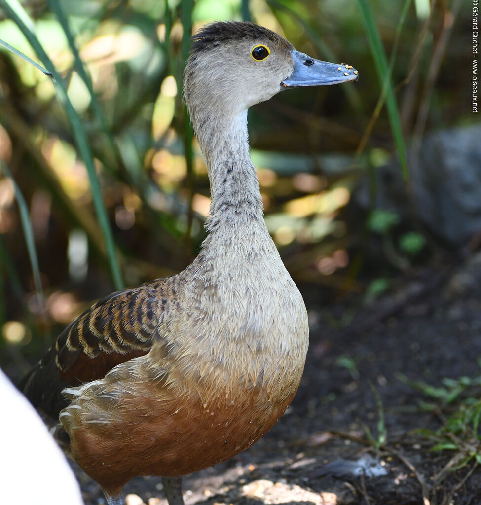 Dendrocygne siffleur, identification