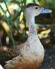 Dendrocygne siffleur