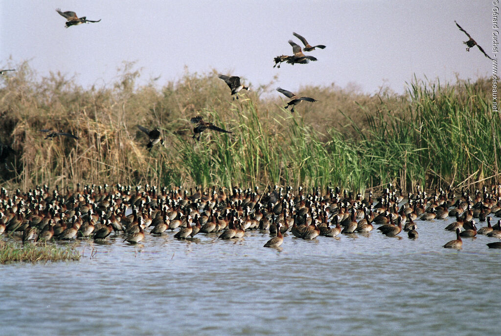 White-faced Whistling Duck