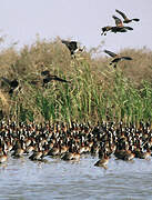 White-faced Whistling Duck