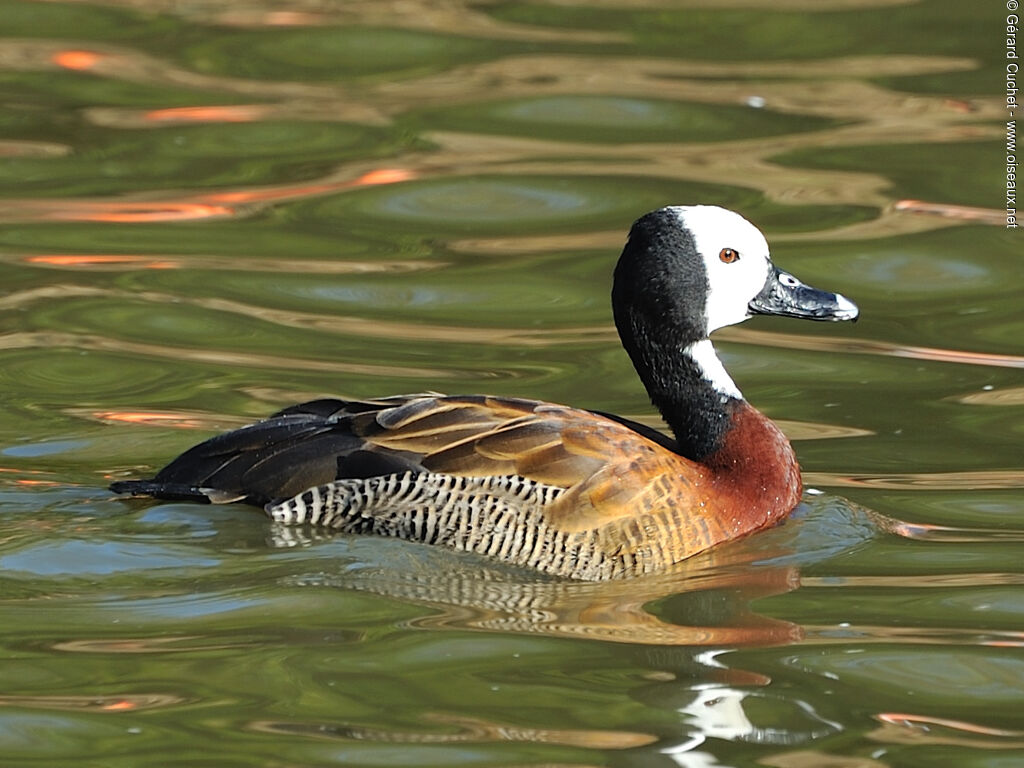 Dendrocygne veuf