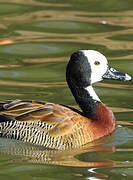 White-faced Whistling Duck