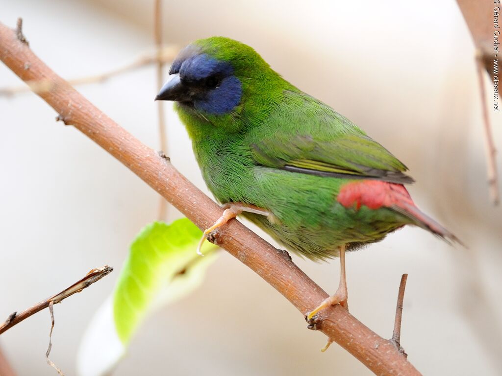 Blue-faced Parrotfinch