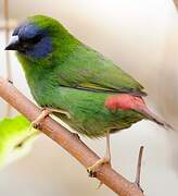 Blue-faced Parrotfinch