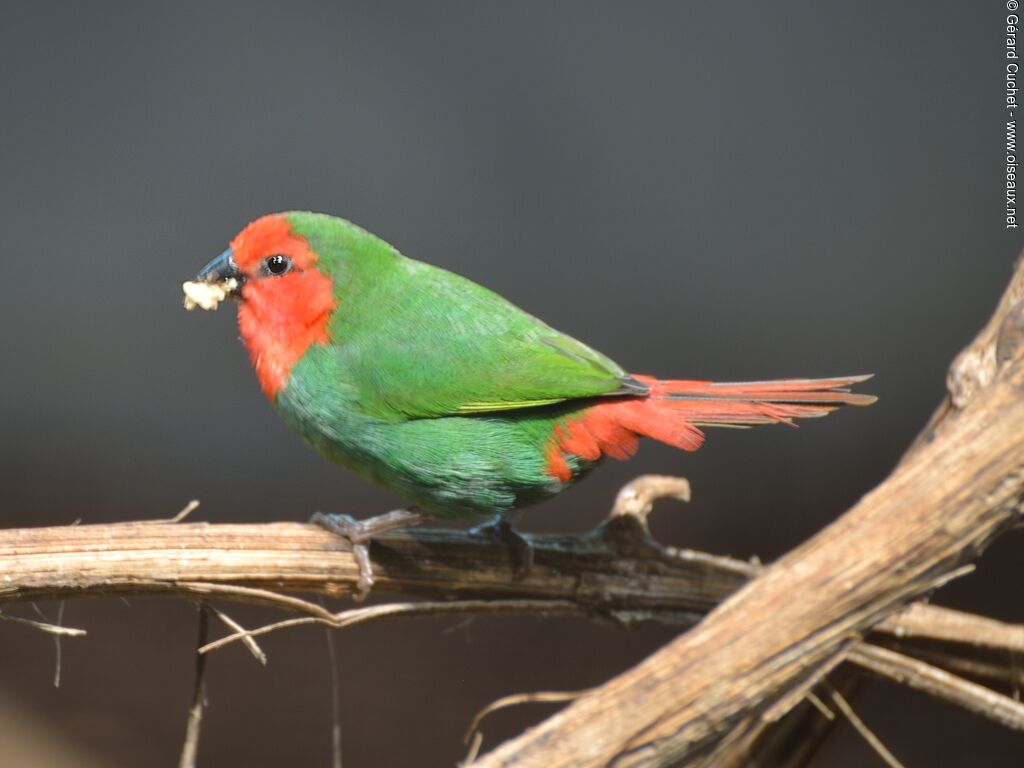 Red-throated Parrotfinch