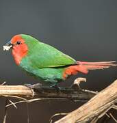 Red-throated Parrotfinch