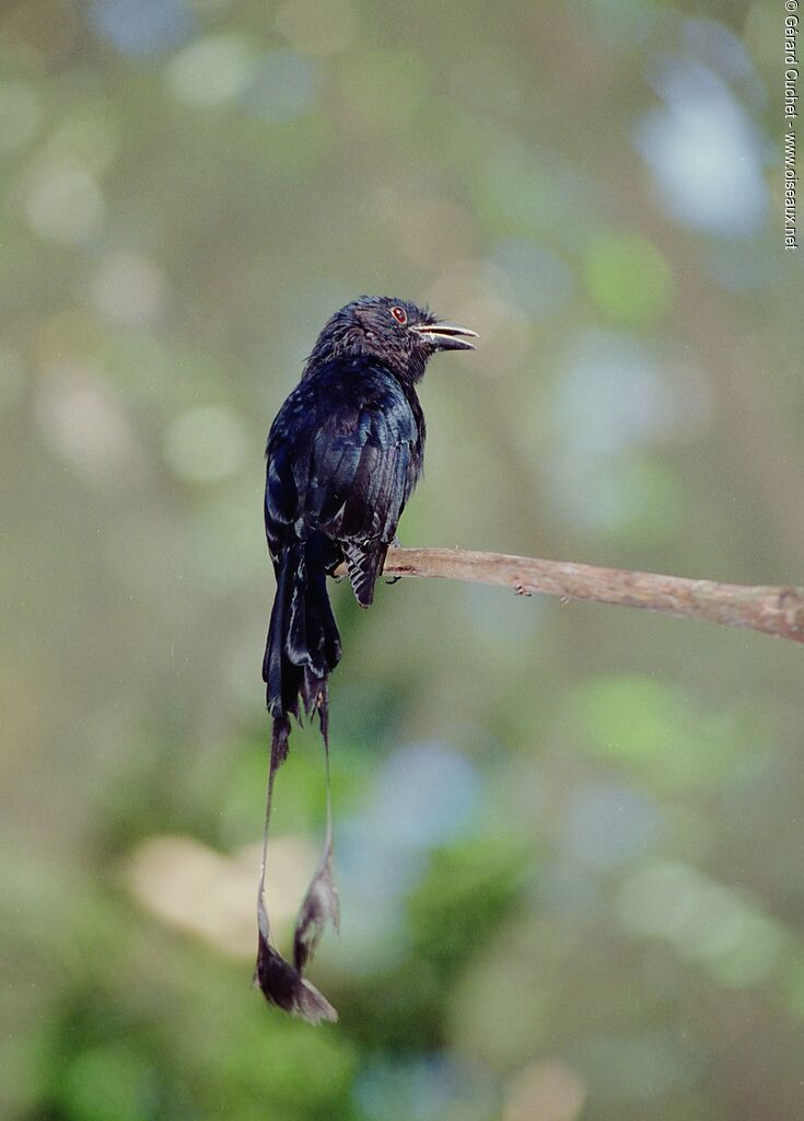 Greater Racket-tailed Drongo